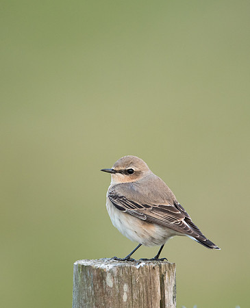 Wheatear