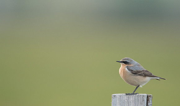 Wheatear