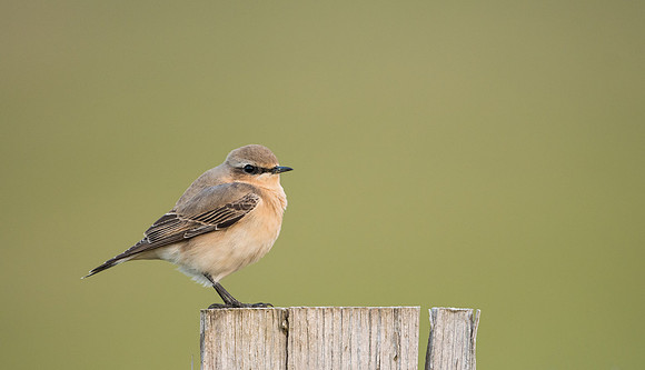 Wheatear