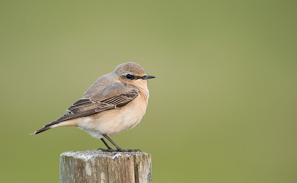 Wheatear