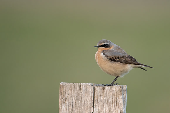 Wheatear