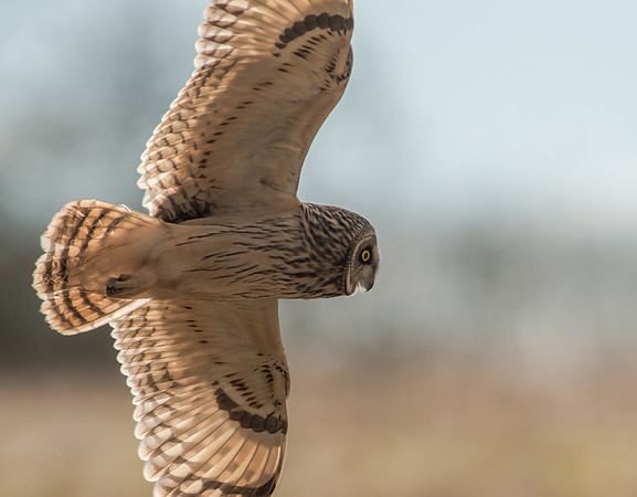 Short-eared Owl