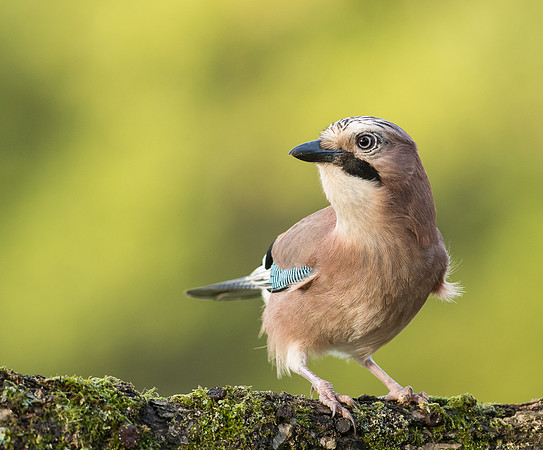Jay