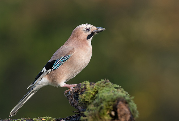 Jay
