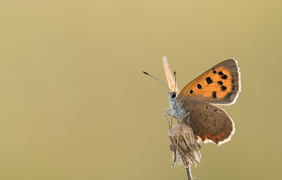 Small Copper