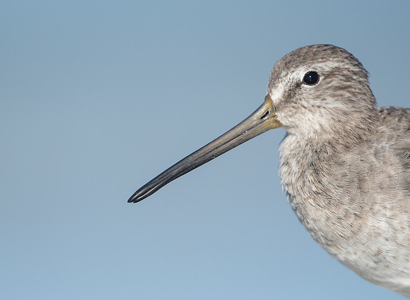 Short-billed Dowitcher