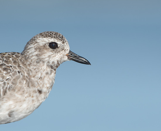 Grey Plover