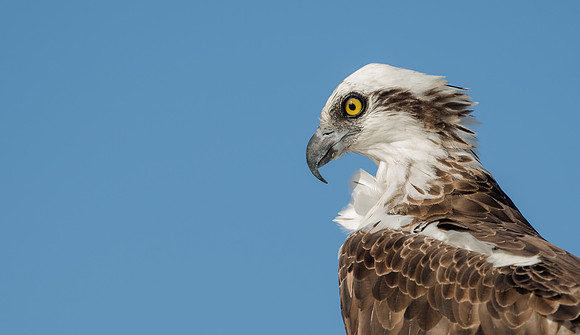 Osprey