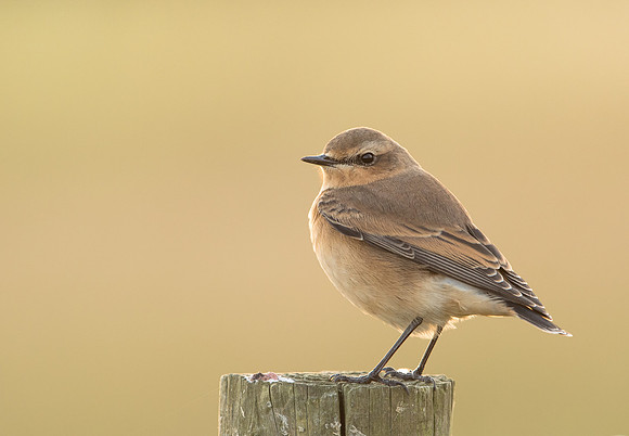 Wheatear