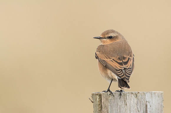 Wheatear