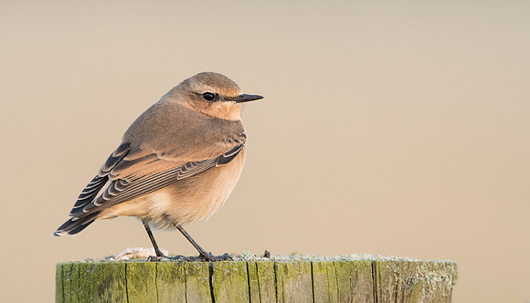 Wheatear