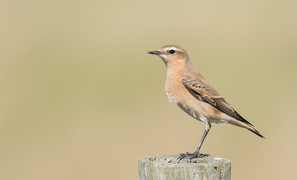 Wheatear