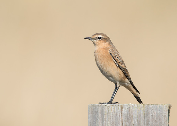 Wheatear