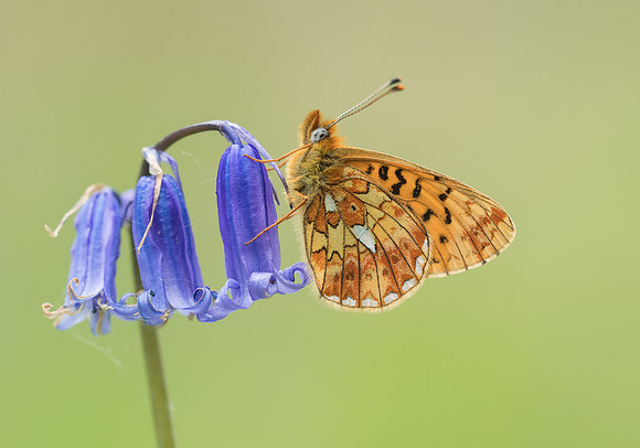 Pearl-bordered Fritillary