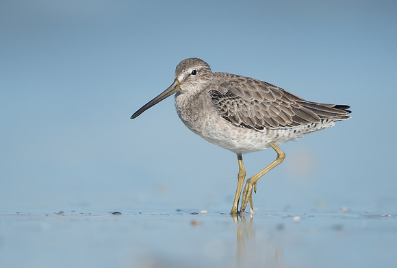 Short-billed Dowitcher