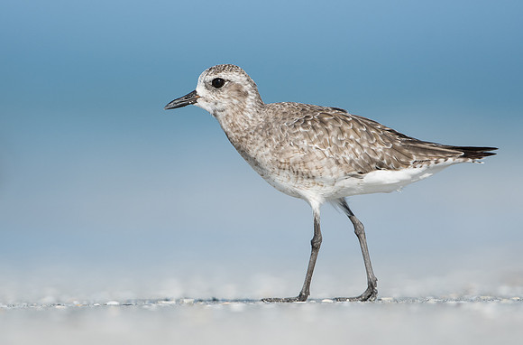 Grey Plover