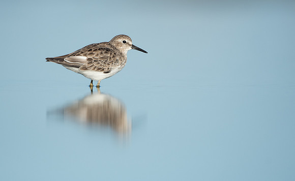 Least Sandpiper