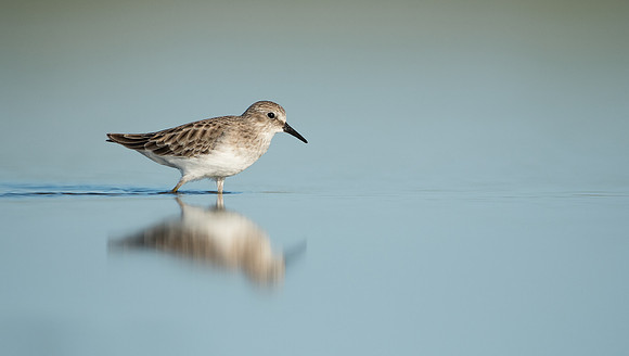 Least Sandpiper