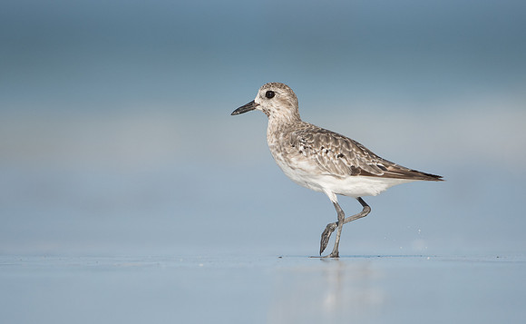 Grey Plover