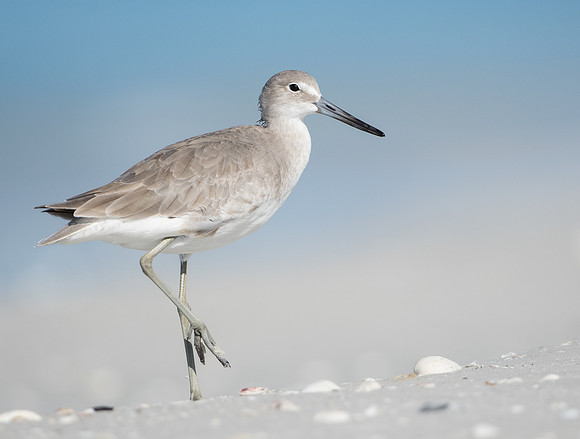 Willet