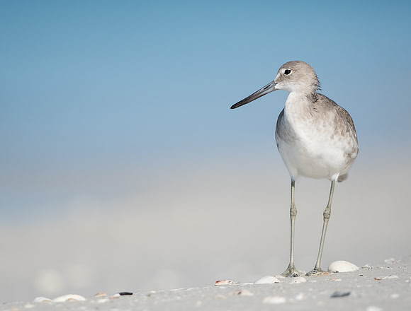 Willet