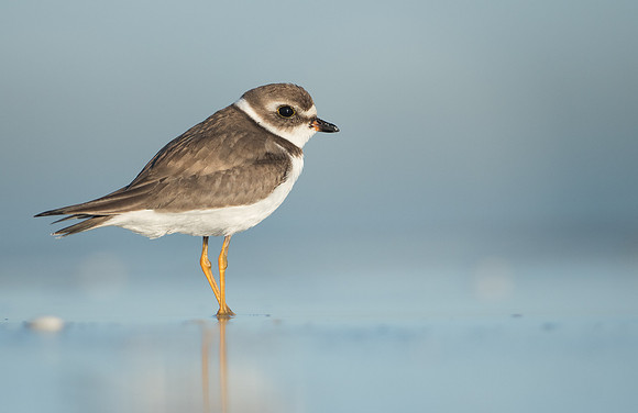 Semi-palmated Plover