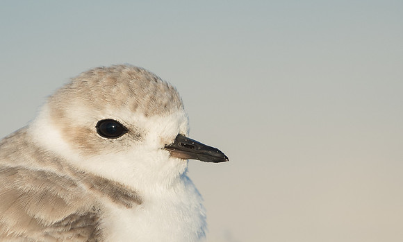 Snowy Plover