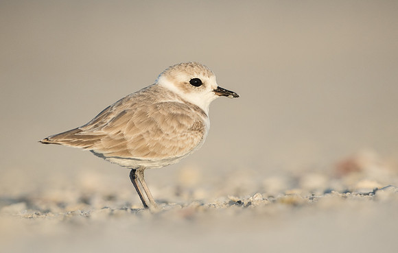 Snowy Plover