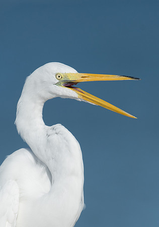 Great Egret