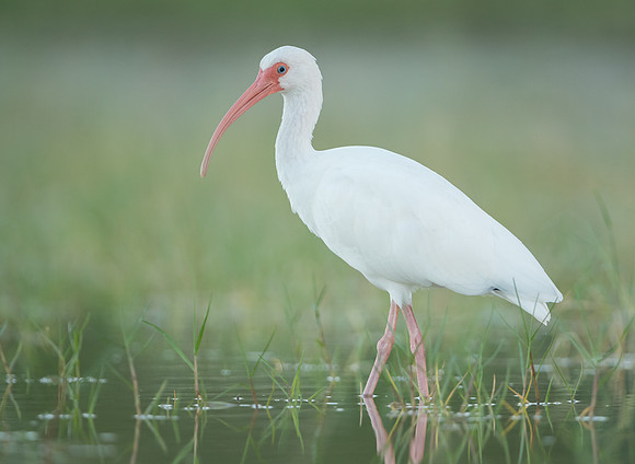White Ibis