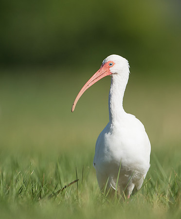 White Ibis