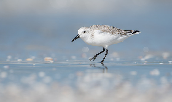 Sanderling