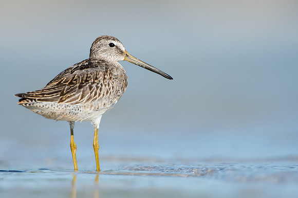 Short-billed Dowitcher
