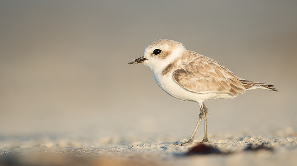 Snowy Plover