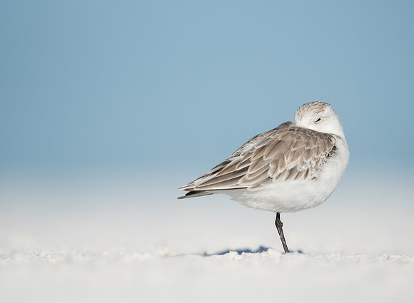 Sanderling