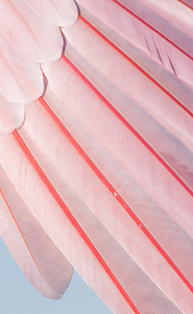 Roseate Spoonbill