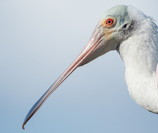 Roseate Spoonbill
