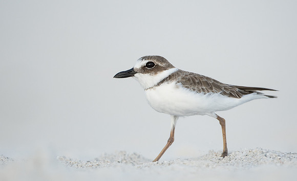 Wilson's Plover