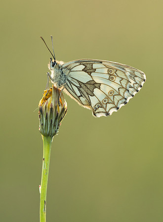 Marbled White