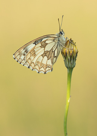 Marbled White