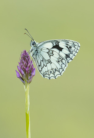 Marbled White