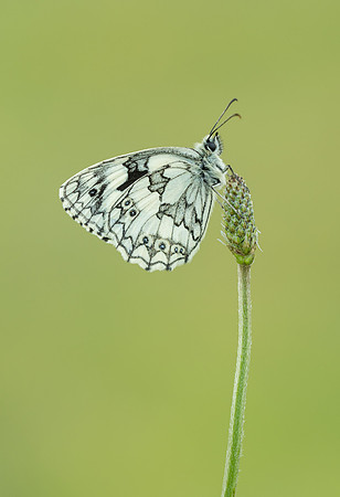 Marbled White