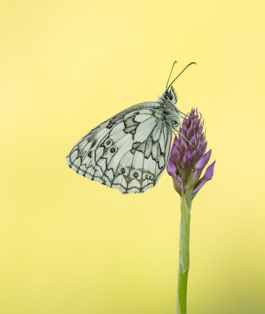 Marbled White