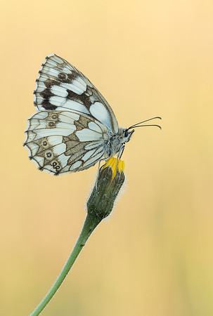 Marbled White