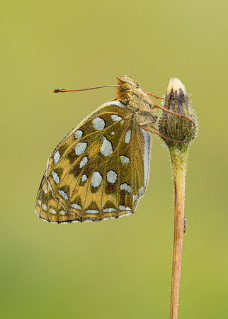 Dark Green Fritillary