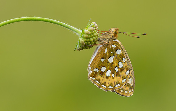 Dark Green Fritillary