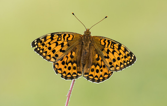 Dark Green Fritillary