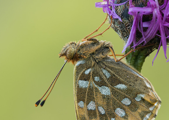 Dark Green Fritillary