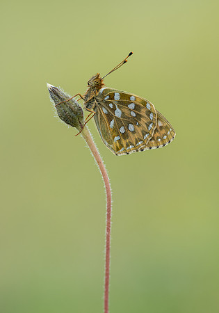 Dark Green Fritillary