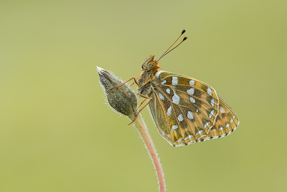 Dark Green Fritillary